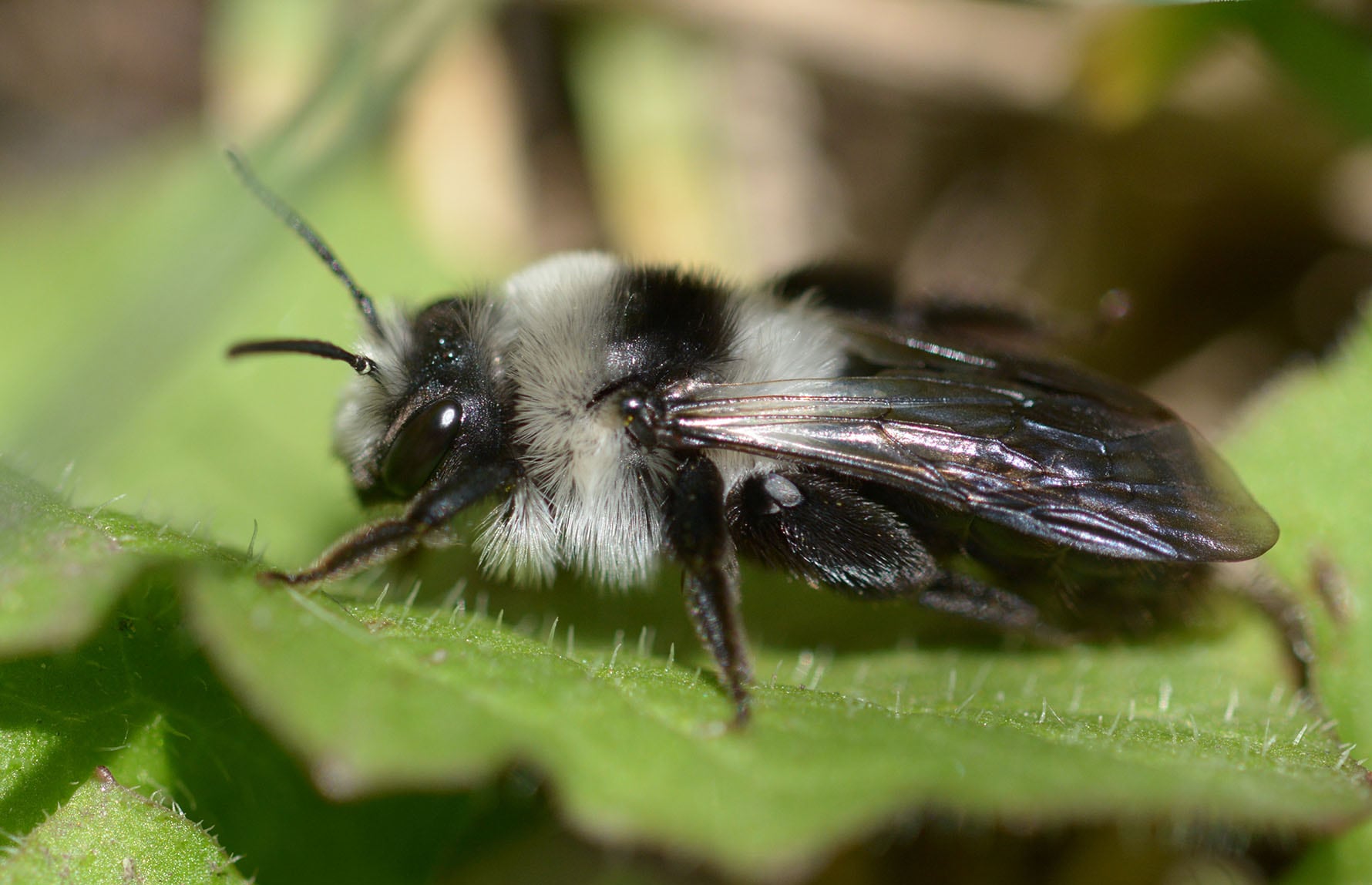 Aiwok_ CC BY-SA 4.0_Praktsandbie