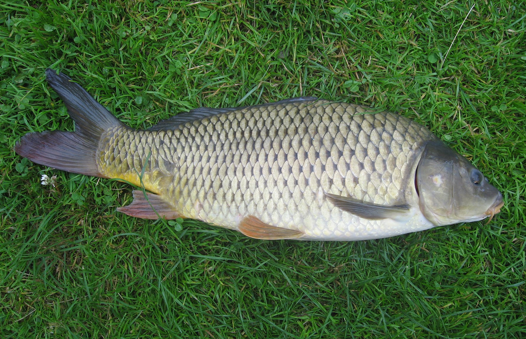 Dezidor_CC BY-SA 3.0_Karpe