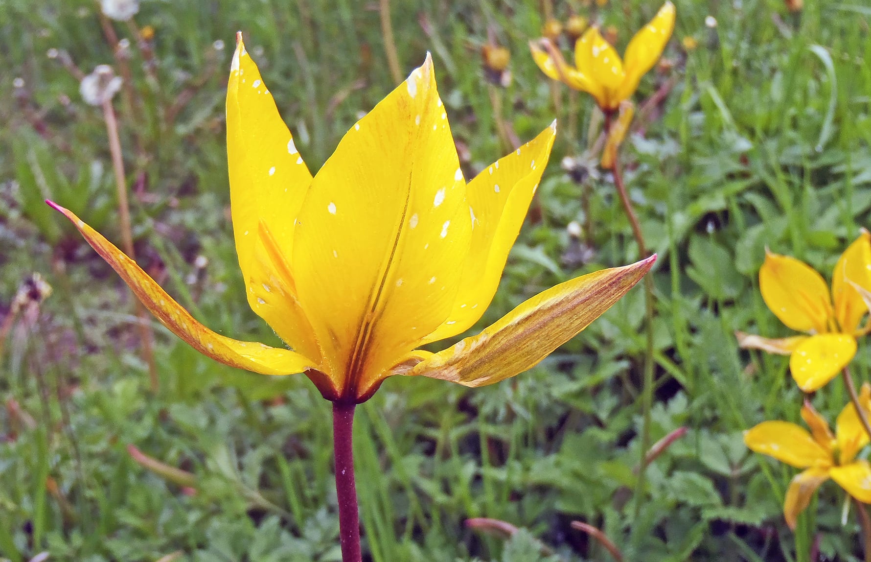 Eli Fremstad_CC BY 4.0_Villtulipan