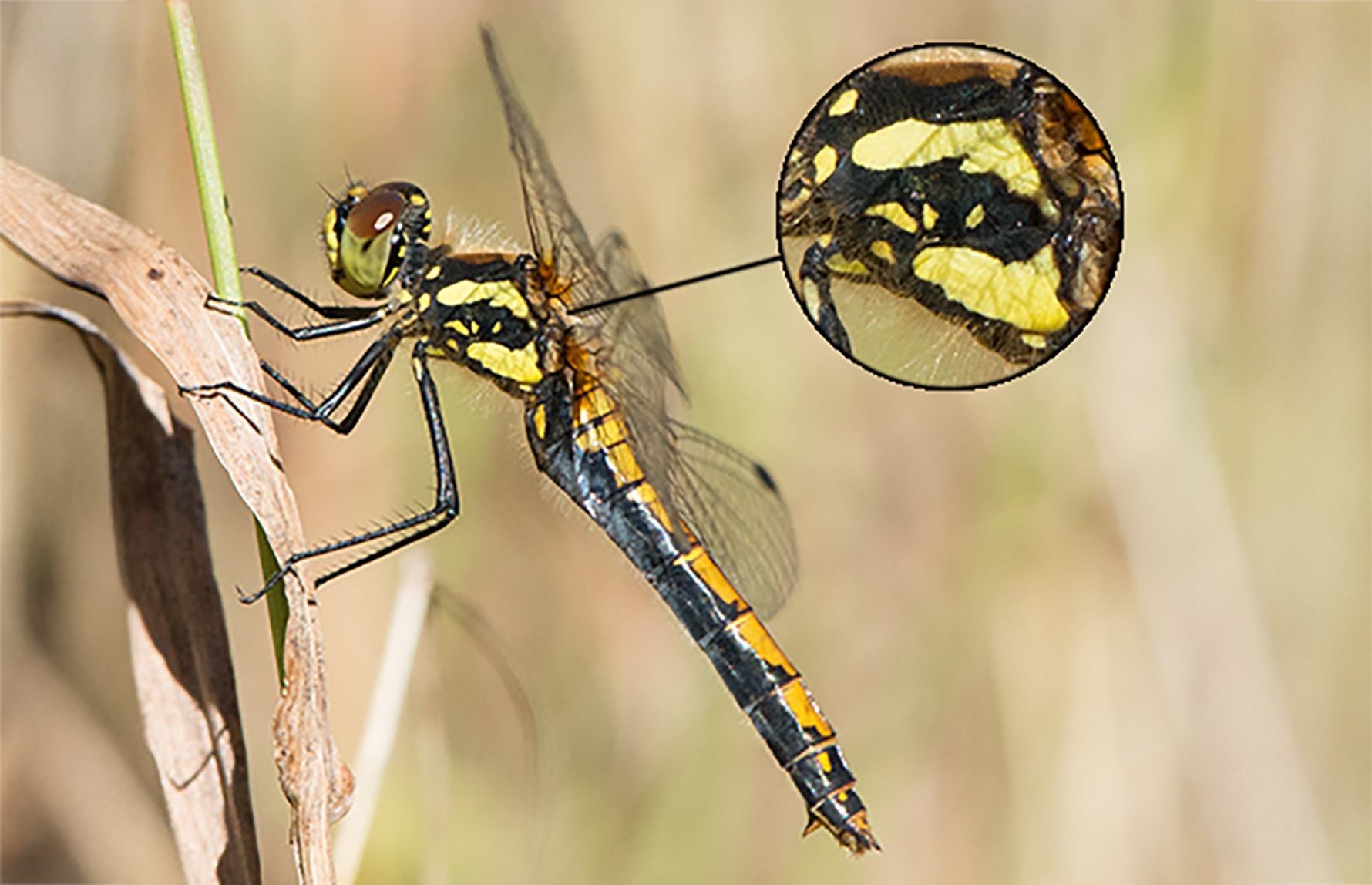 Hallvard Elven_CC BY 3.0_Svarthøstlibelle-ki