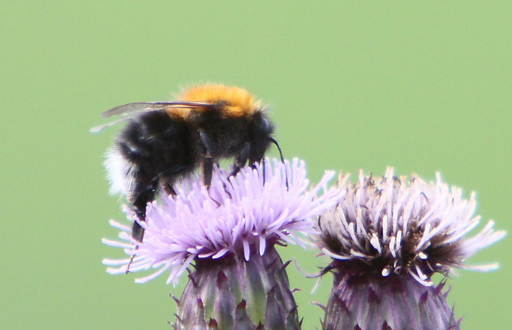 Jan Ove Gjershaug_CC BY 3.0_Trehumle