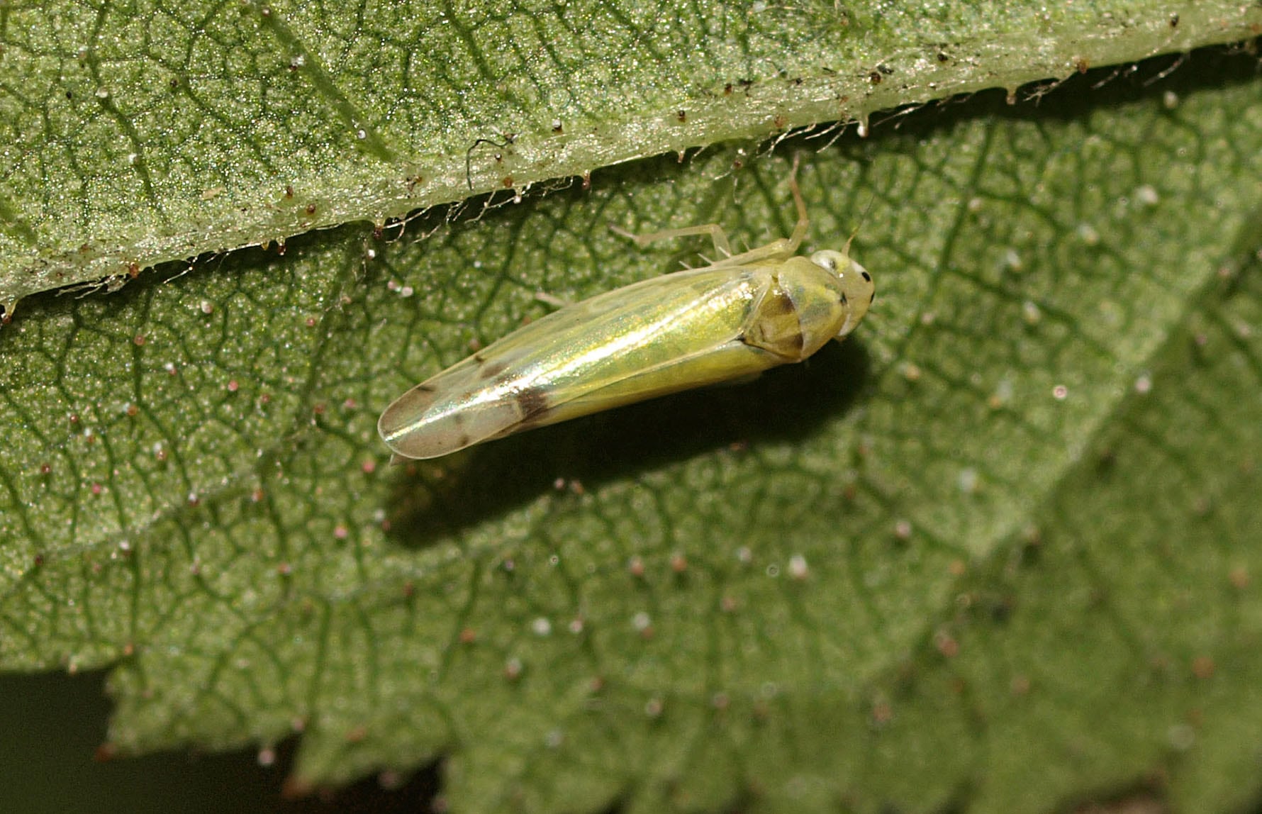 Line Sabroe_CC BY 2.0_Almebladsikade