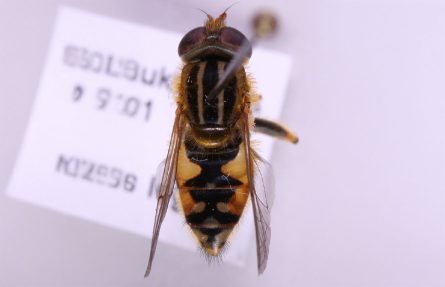 Ringet strandblomsterflue