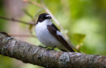 Svarthvit fluesnapper